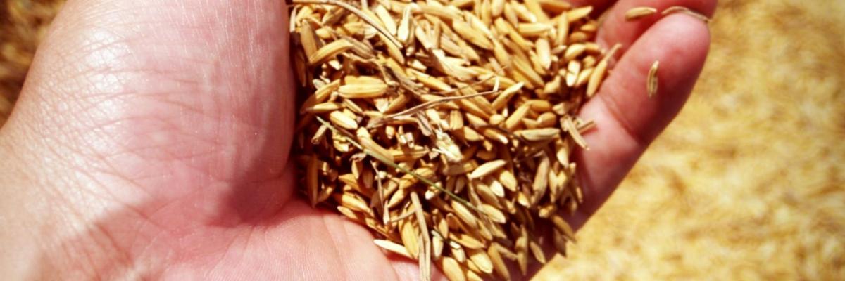 Agricultural risk insurance