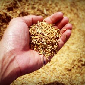 Agricultural risk insurance